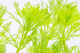 Image result for Limnophila