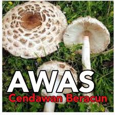 Perkembangannya adalah teramat pesat sekali. Alert Awas Cendawan Beracun Public Health Malaysia Facebook