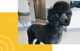 Check spelling or type a new query. Colonial Animal Hospital Pet Grooming Fort Myers Lehigh Acres Estero