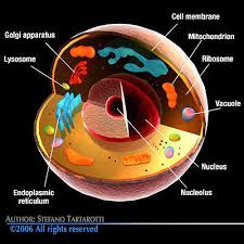 Maybe you would like to learn more about one of these? Cell Cutaway C4d 3d Model Cgtrader
