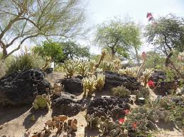 Discover ethel m botanical cactus garden in henderson, nevada: Ethel M S Chocolate Factory And Cactus Garden Organic Gardening Books Cactus Garden Garden Visits
