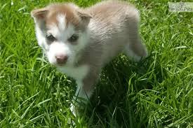 Check them out to find your new husky! Siberian Husky Puppy For Sale Near Orlando Florida 6b269d79 75c1