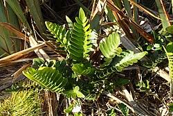 Image result for Asplenium rutshuruense