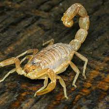 There are roughly 3,000 different species of. Sherminator Termite And Pest Control Home Facebook