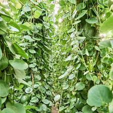 Image result for Cissus rotundifolia