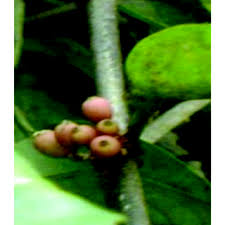 Image result for Phragmanthera capitata