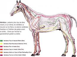 Shiatsu Equin Shiatsu Animalier Praticien Shiatsu Cheval Equin Rhone Alpes Ain Soins Energetique Medecine Douce Brett Equin Cheval Anatomie Du Cheval