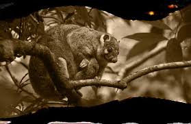 Image result for Bulbostylis nudiuscula