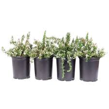 Image result for rosemary container