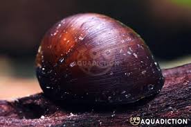 Image result for Tricalysia niamniamensis