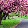Kebun raya bogor tempat wisata yang nyaman. Https Encrypted Tbn0 Gstatic Com Images Q Tbn And9gcrdtlbrwizhutont 2xspupkewu1zrqpwwoj1gcb74gu 29hjbn Usqp Cau