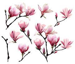 Blooming Magnolia Floral Set Magnolia Tattoo Magnolia Flower Magnolia