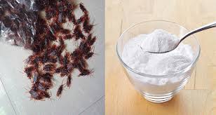 5 Manieres Naturelles D Eliminer Les Cafards De Votre Maison Cafards Nourriture Astuces Contre Les Cafards