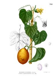 Image result for Momordica pterocarpa