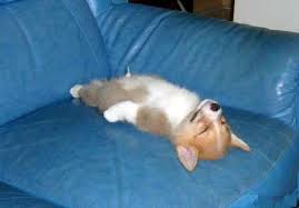 Hahaha Sleepy Animals Sleeping Dogs Corgi Dog Breed