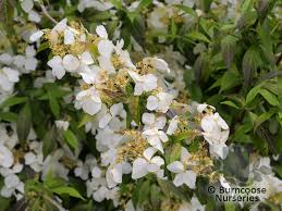 Lacecap flowers bloom in late spring. Hydrangea Scandens Subsp Chinensis F Angustipetala Golden Crane From Burncoose Nurseries