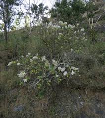 Image result for Tetradenia urticifolia