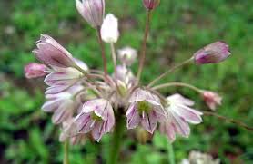 Image result for Alliaceae