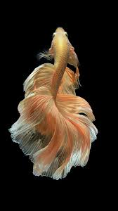 Pin On Fish And Sea Creatures