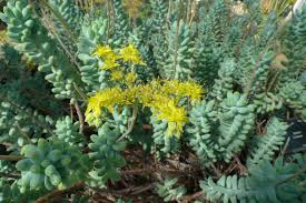Image result for Sedum ruwenzoriense