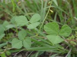 Image result for Rhynchosia totta