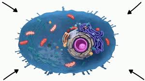 3d model of an animal cell made for wikimedia in the ucac2 project. Top 30 Cell Structure Gifs Find The Best Gif On Gfycat