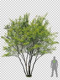 Generally pest free although mites can be seen on some trees. English Oak Tree Prunus Serrulata Garden Landscaping Png Clipart Branch English Oak Flora Fruit Nut Garden