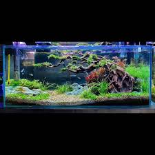 Setting Up New 60 Slim Planted Tank With Bonsai Tree In 2020 Aquascape Aquarium Aquarium Design Aquascape