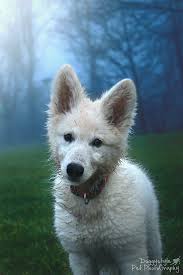 Often used as working dogs, german shepherds are courageous, keen, alert and fearless. White German Shepherd Puppies For Sale Uk Pets Lovers