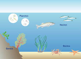 Resultado de imagen de plancton necton y bentos
