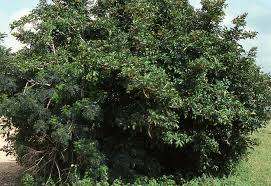 Image result for Markhamia zanzibarica