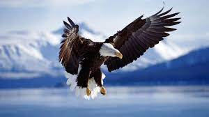  Wallpaper Gambar Animasi Elang Gambar Dp Bbm Terbaru Elang Botak Eagles Burung Elang