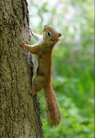 Image result for Phoebe Gray 1942 Mercury