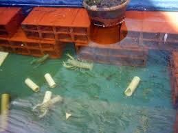 Cara Merawat Lobster Air Tawar Di Akuarium Dan Kolam Beton Serta Bak Fiber