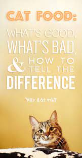 Pin On All About Cats