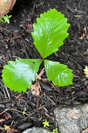 Image result for oak sapling