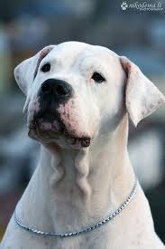 Dogo Argentino Dog Argentino Beautiful Dogs Bully Dog