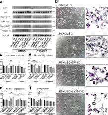 That's the first step in making a great hire. Umbilical Cord Derived Mesenchymal Stromal Cells Immunomodulate And Restore Actin Dynamics And Phagocytosis Of Lps Activated Microglia Via Pi3k Akt Rho Gtpase Pathway Cell Death Discovery