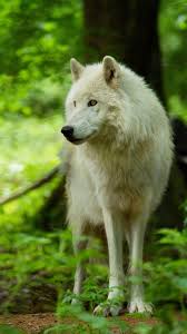 Shop our white wallpaper today! White Wolf Wallpapers Free Download Best Wallpapers