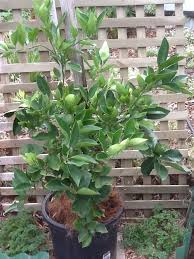 Prune the finished flower heads, or cut armfuls of. Forum Buying Fruit Tree S At Bunnings Yes Or No