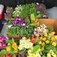 Mothers Day Weekend Plant Sale event image