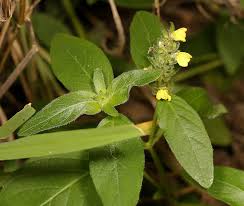 Image result for Justicia flava