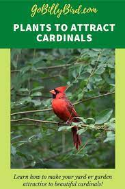 Plants To Attract Cardinals Backyard Birds Plants Bird Feeders