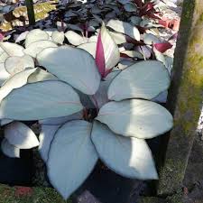 Tanaman ini berasal dari wilayah amerika tropis. Calathea Rm25 Sepokok Pos Rm15 Kebun Kecil Tepi Rumah Facebook