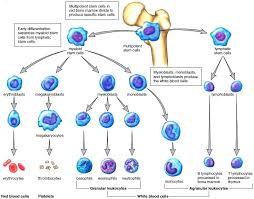 Best Chart Split From Bone To Myeloid Lymphoid Sectors