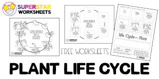 Get free printable coloring pages for kids. Plant Life Cycle Worksheets Superstar Worksheets