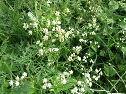 Image result for Parthenium