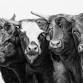 Sumas Bull-A-Rama
