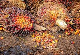 Facts about palm oil refinery in malaysia. Adani Patanjali And Emami To Gain From Restrictions On Malaysian Palm Oil