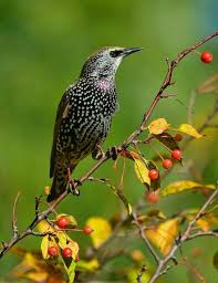 Common Birds Of The Southwest Birds In Thailand Common Starling World Birds Beautiful Birds Starling